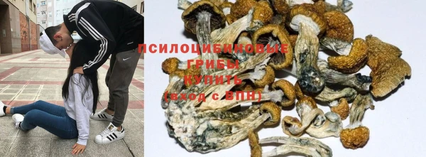 ПСИЛОЦИБИНОВЫЕ ГРИБЫ Алзамай